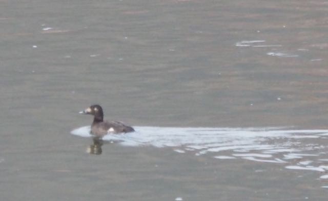 White-winged Scoter - ML136171011