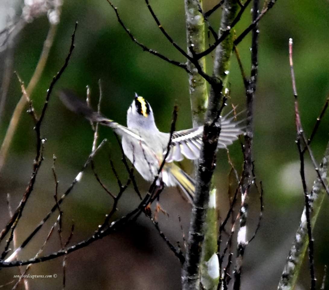 Golden-crowned Kinglet - Candace Casey