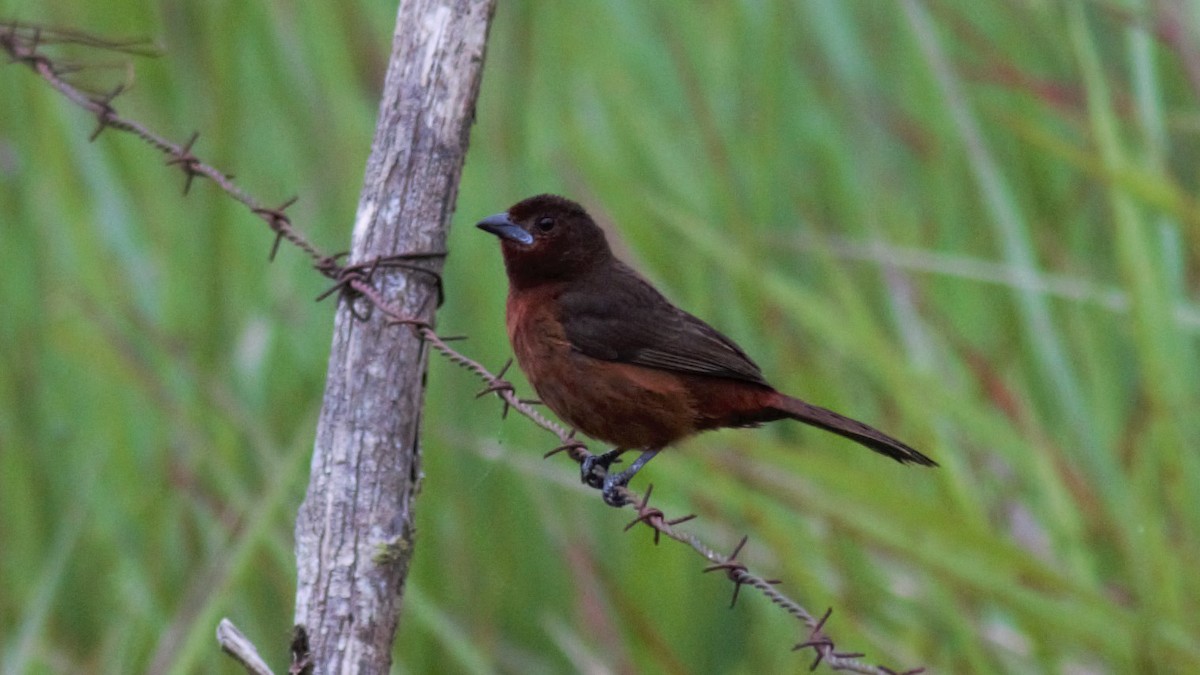 Silver-beaked Tanager - ML136174791