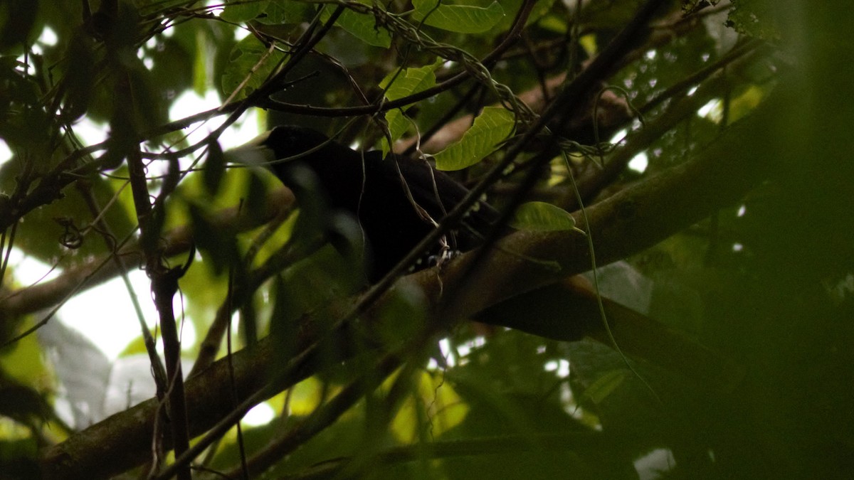 Crested Oropendola - Rick Folkening