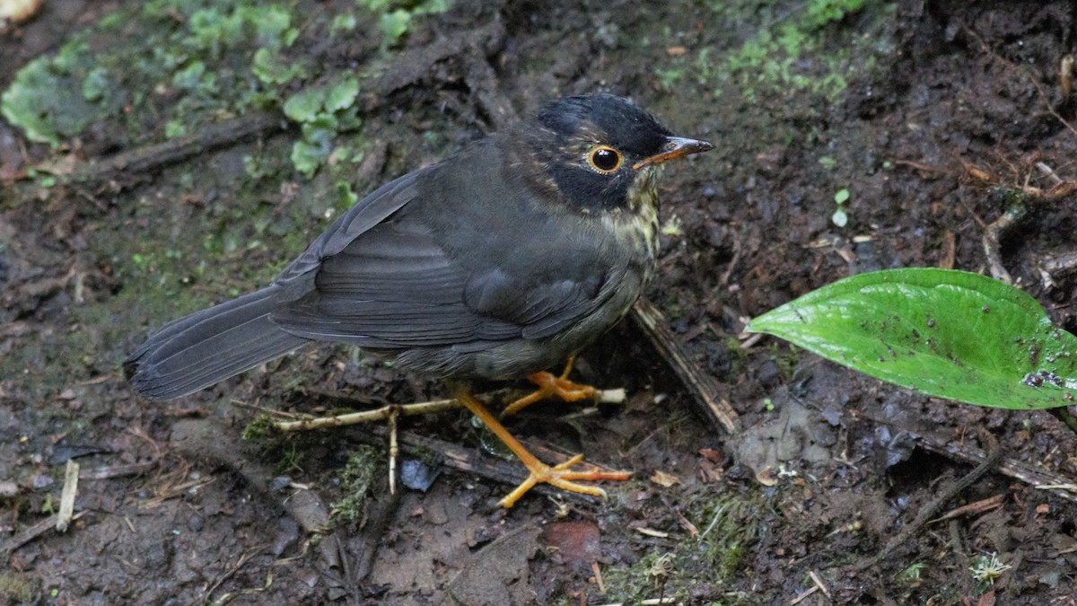 Speckled Nightingale-Thrush - ML136175671