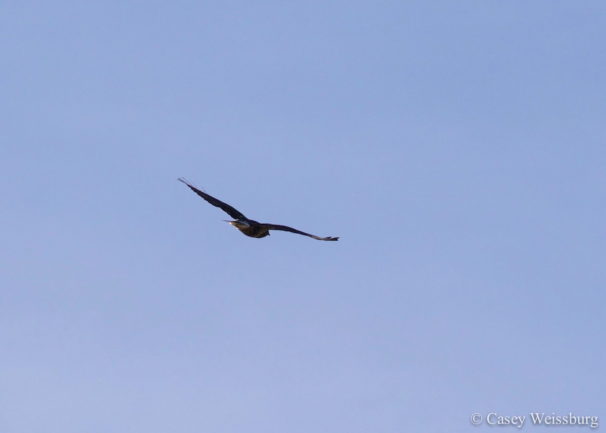 Rough-legged Hawk - ML136177621