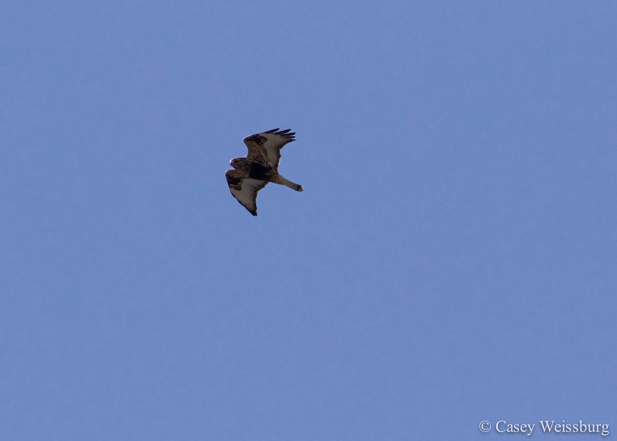 Rough-legged Hawk - ML136178551