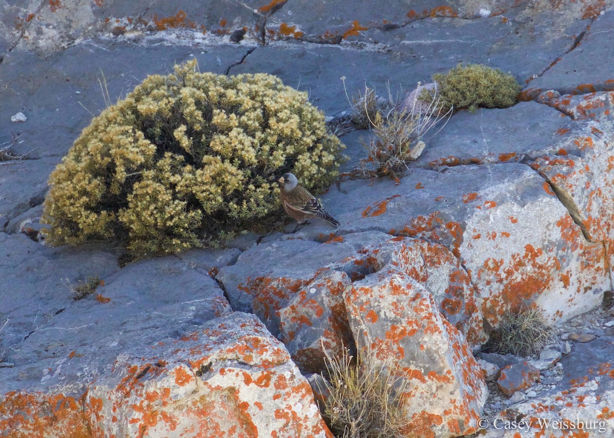 grånakkefjellfink (littoralis) - ML136179121