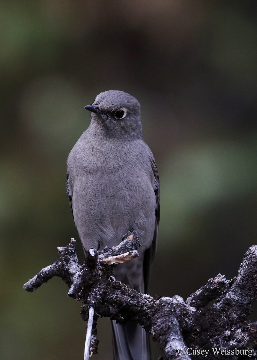 Townsend's Solitaire - ML136179701