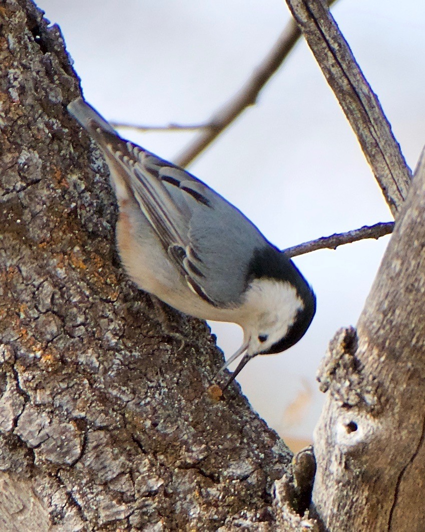 White-breasted Nuthatch - ML136179851