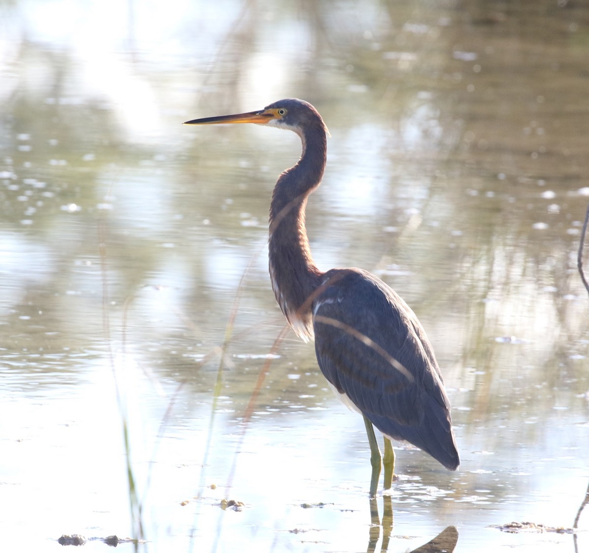 Tricolored Heron - Bruce  Purdy