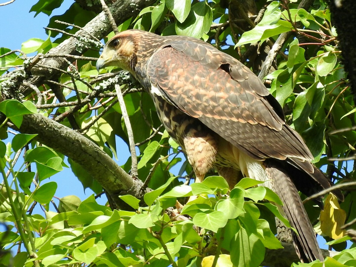 Harris's Hawk - Enrique Chiurla