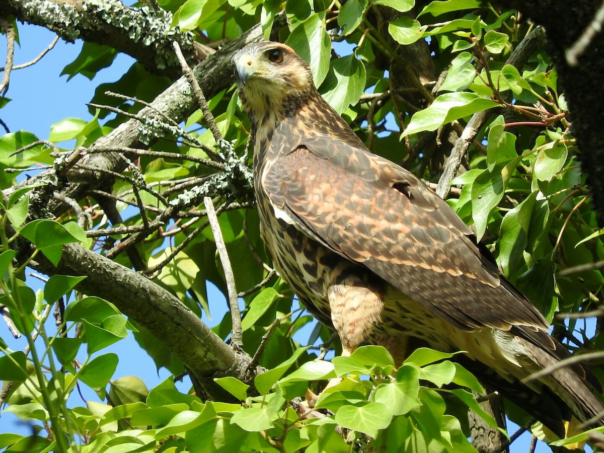 Harris's Hawk - ML136186091