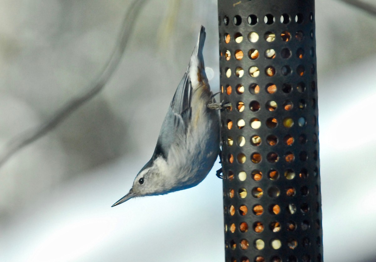 White-breasted Nuthatch - ML136186591