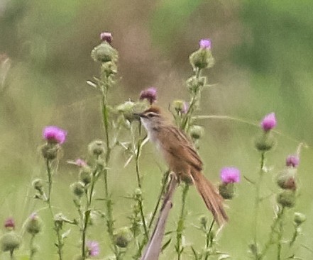 Tawny Grassbird - ML136189011