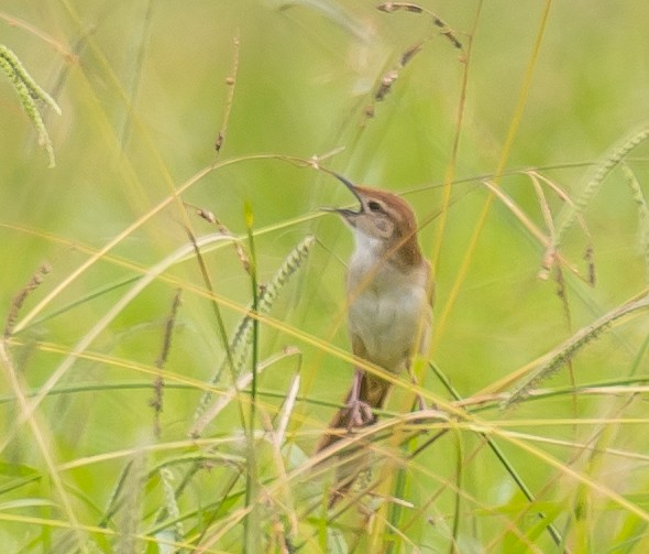 Tawny Grassbird - ML136189021