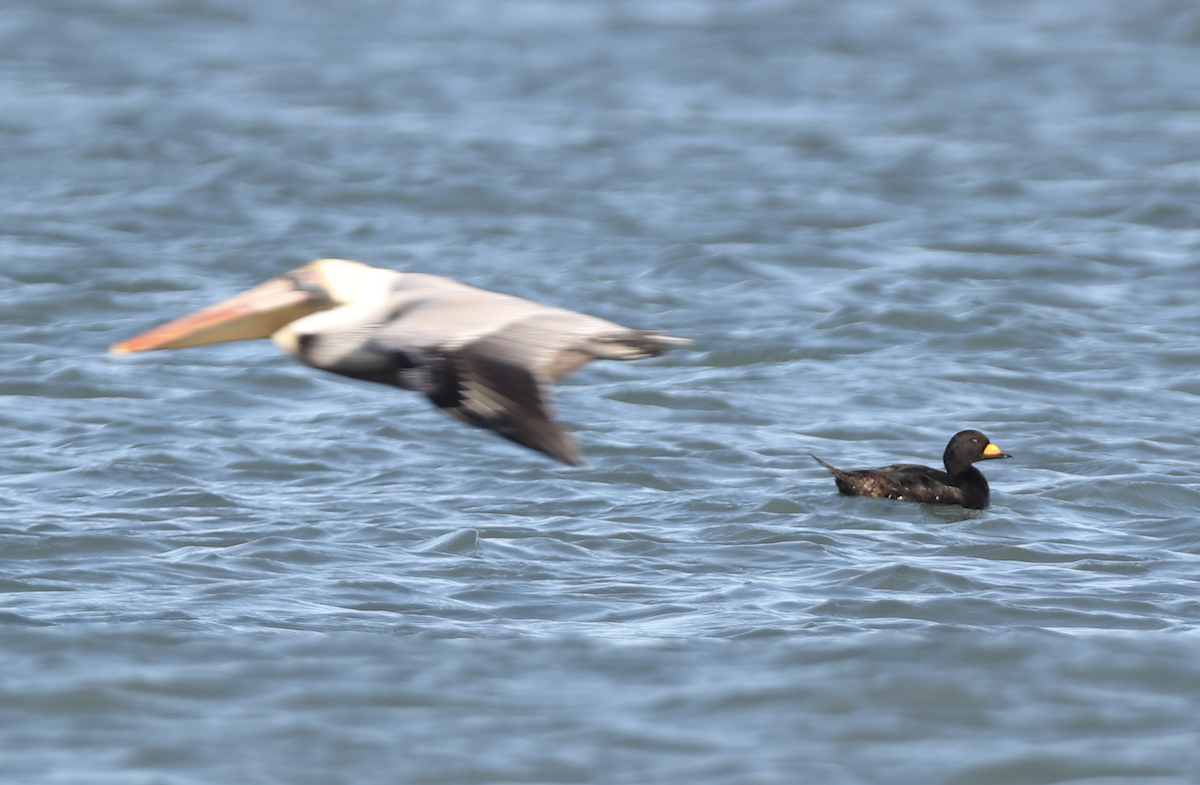 Black Scoter - ML136191871