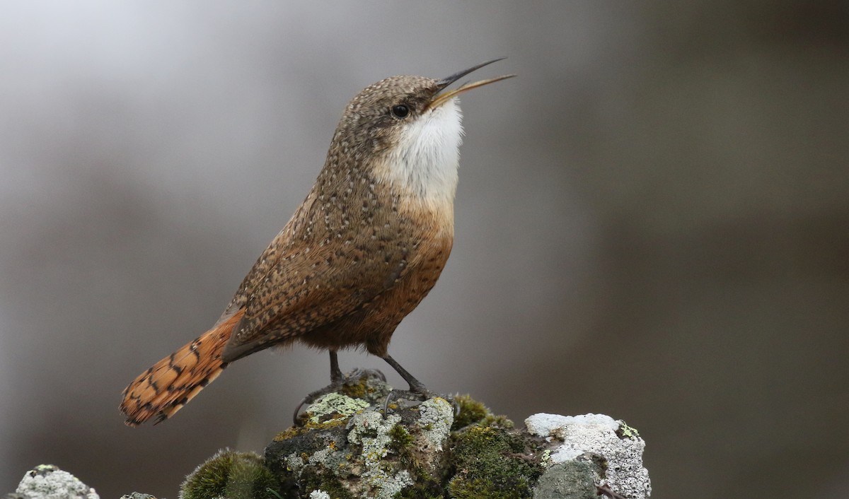 Canyon Wren - ML136193321