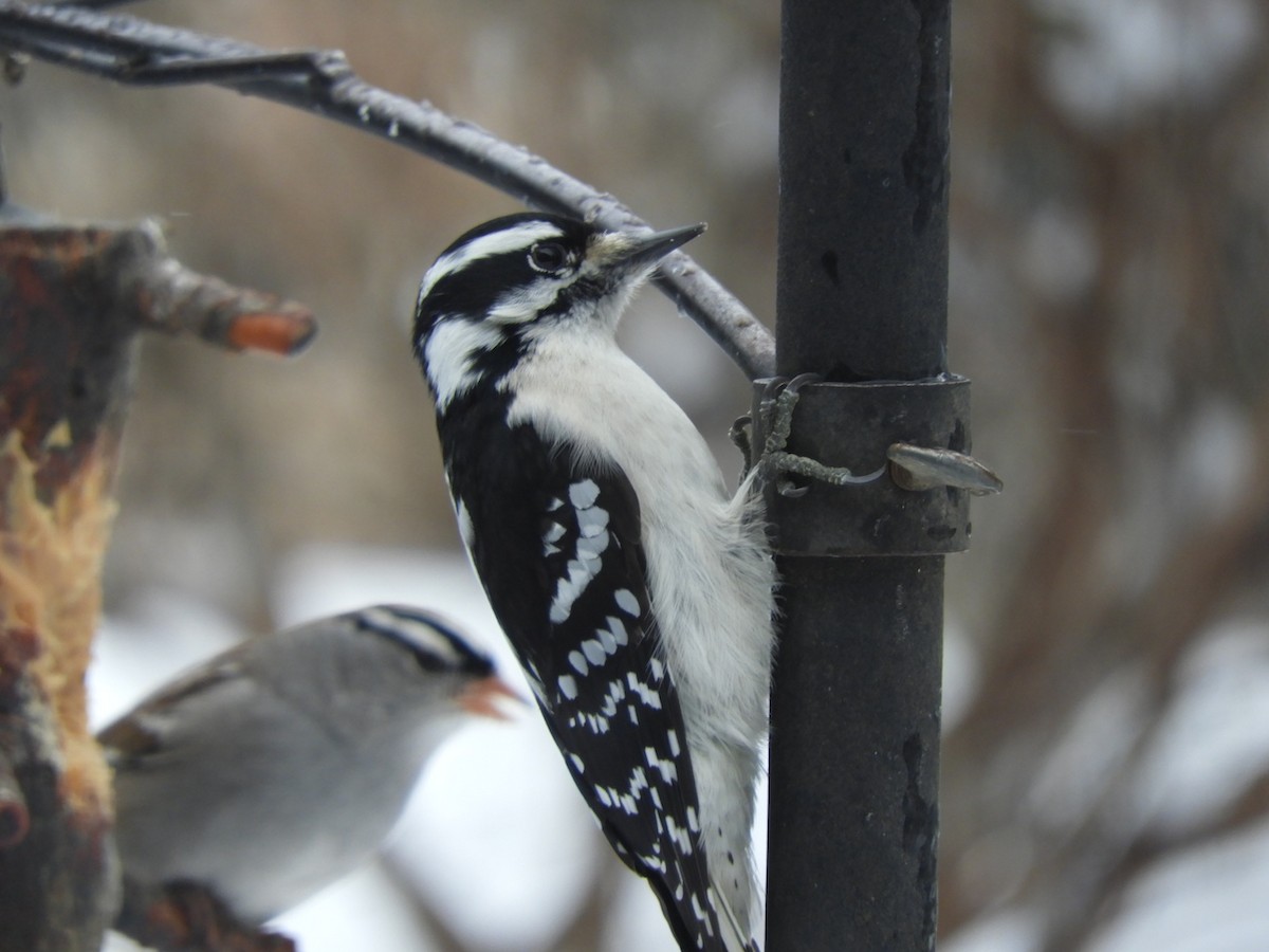 Downy Woodpecker - ML136194311