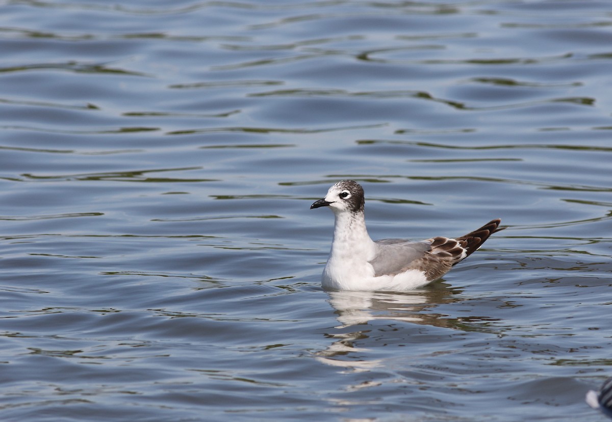 Franklin's Gull - ML136196791