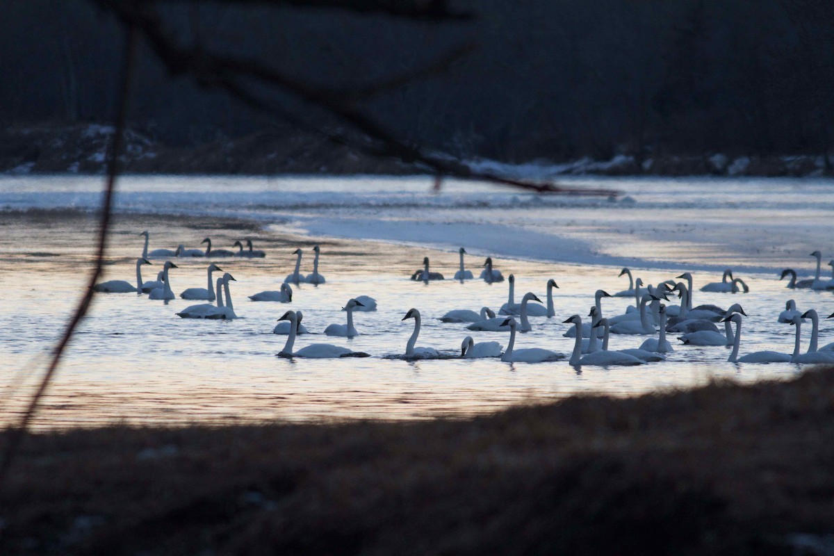 Trumpeter Swan - ML136202021