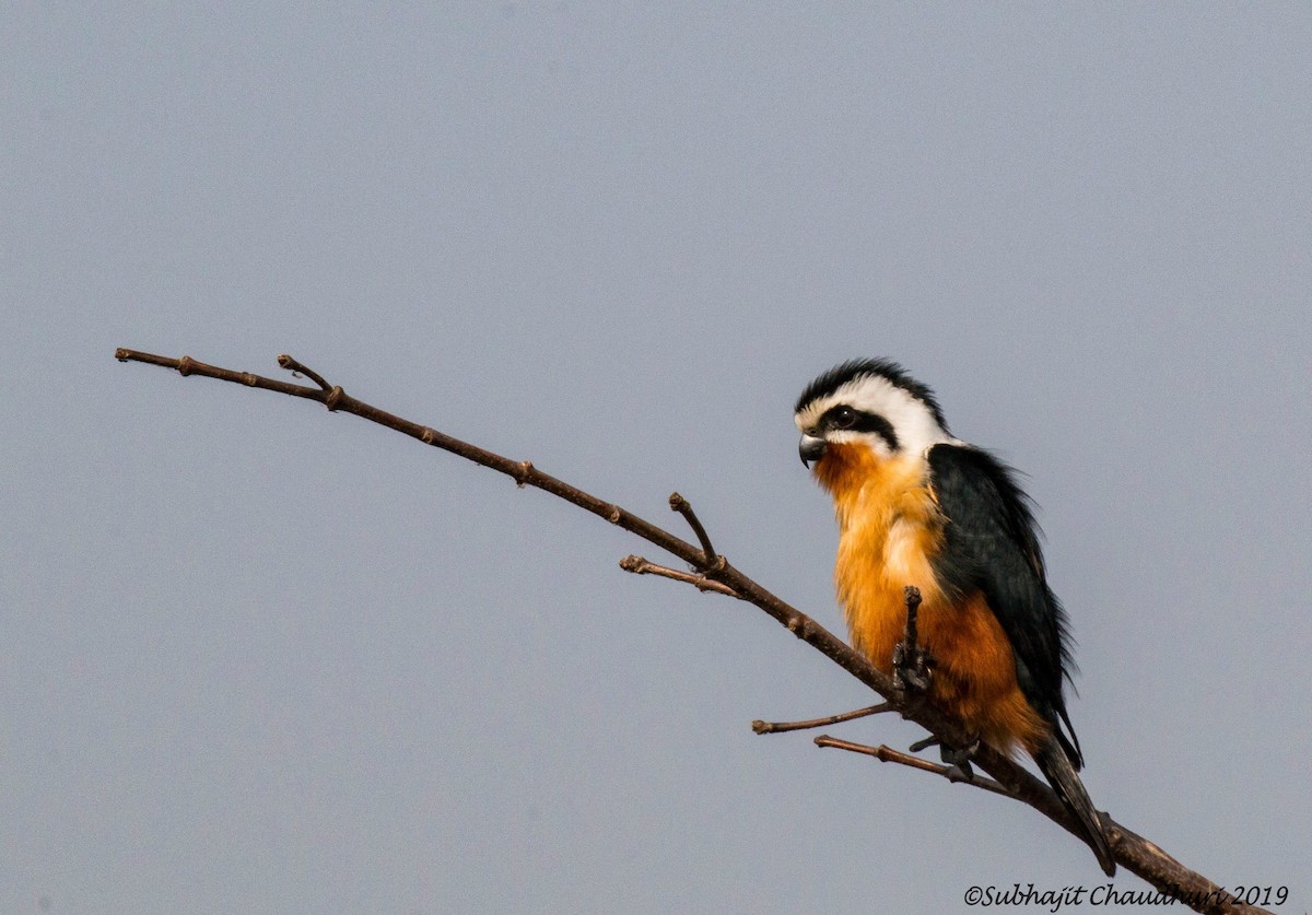 Collared Falconet - Subhajit Chaudhuri