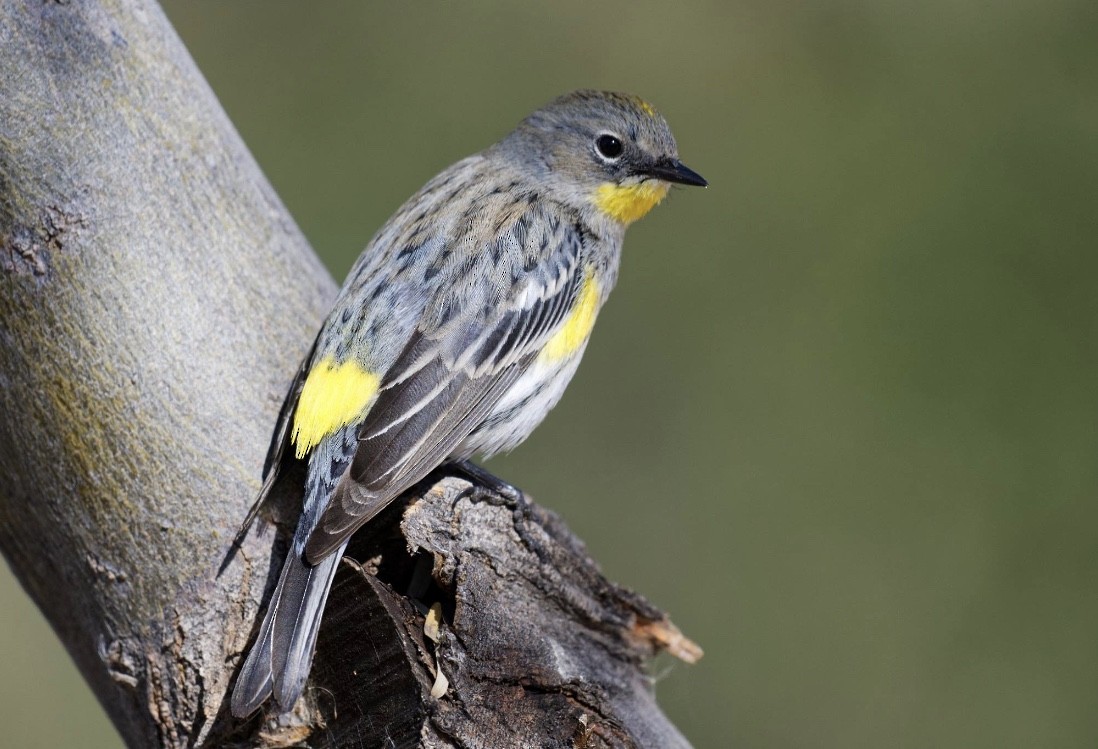 Yellow-rumped Warbler - ML136205301