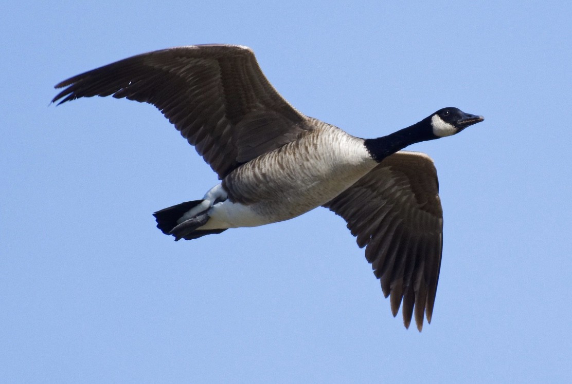 Canada Goose - ML136205571