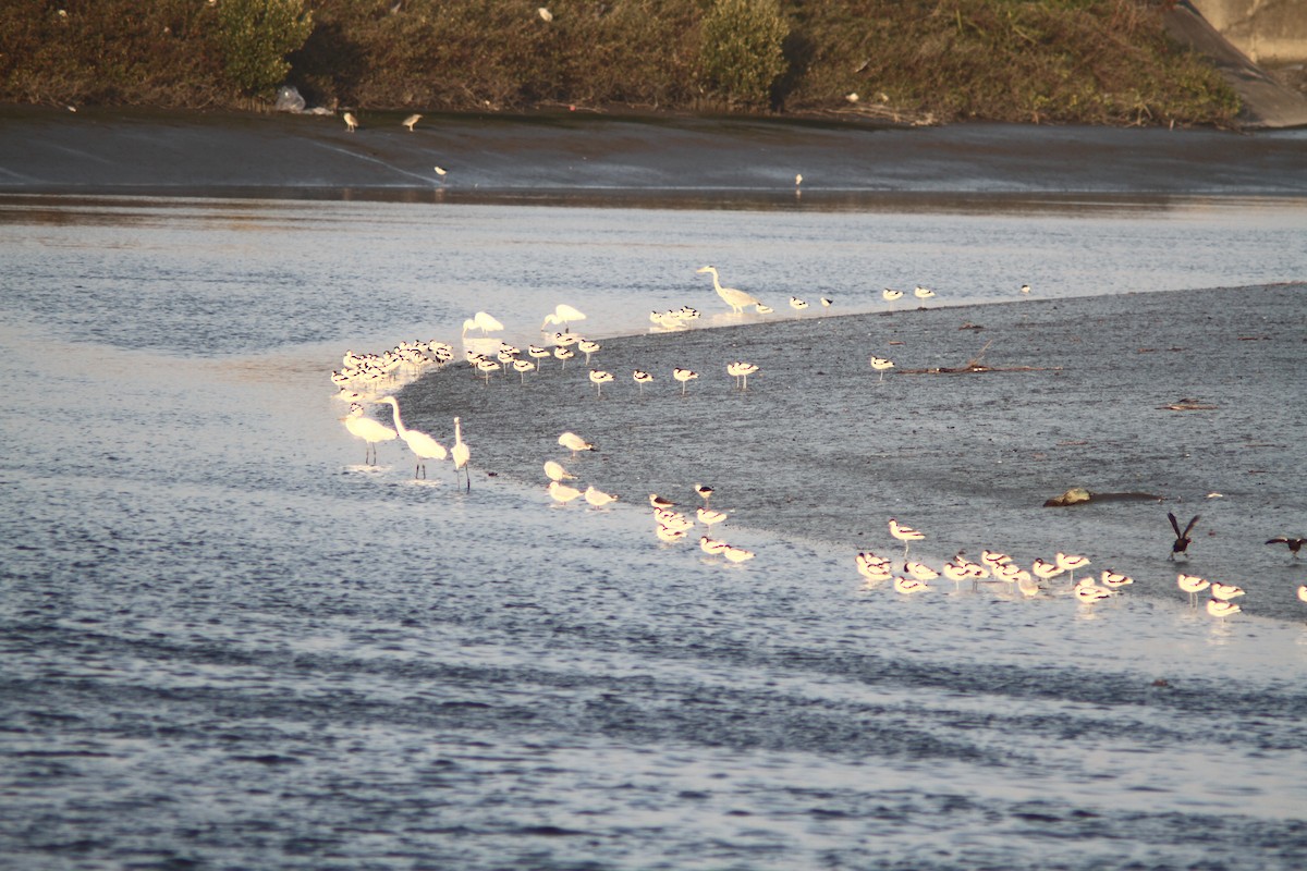 Pied Avocet - ML136205731