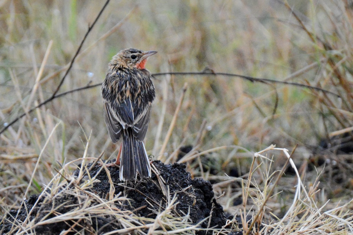 Rosy-throated Longclaw - ML136207781