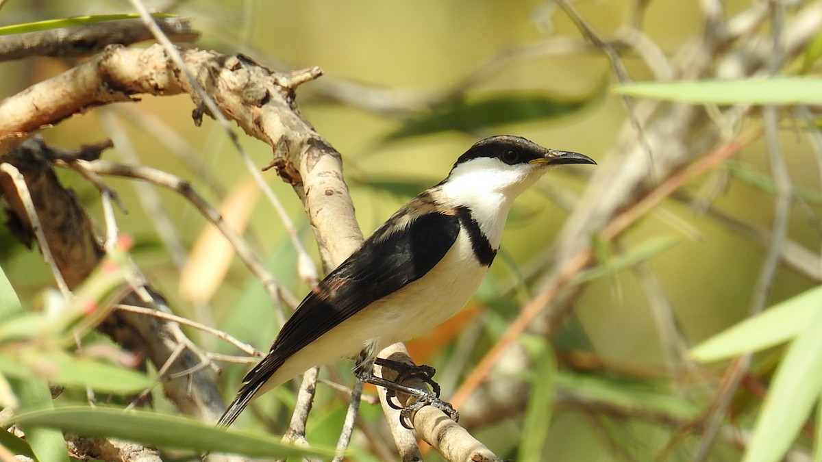 Banded Honeyeater - Leah Drummond