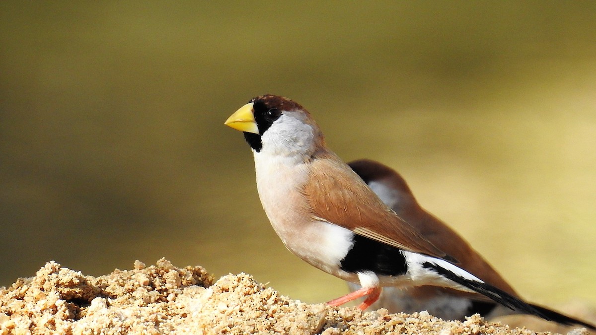 Masked Finch - ML136209501