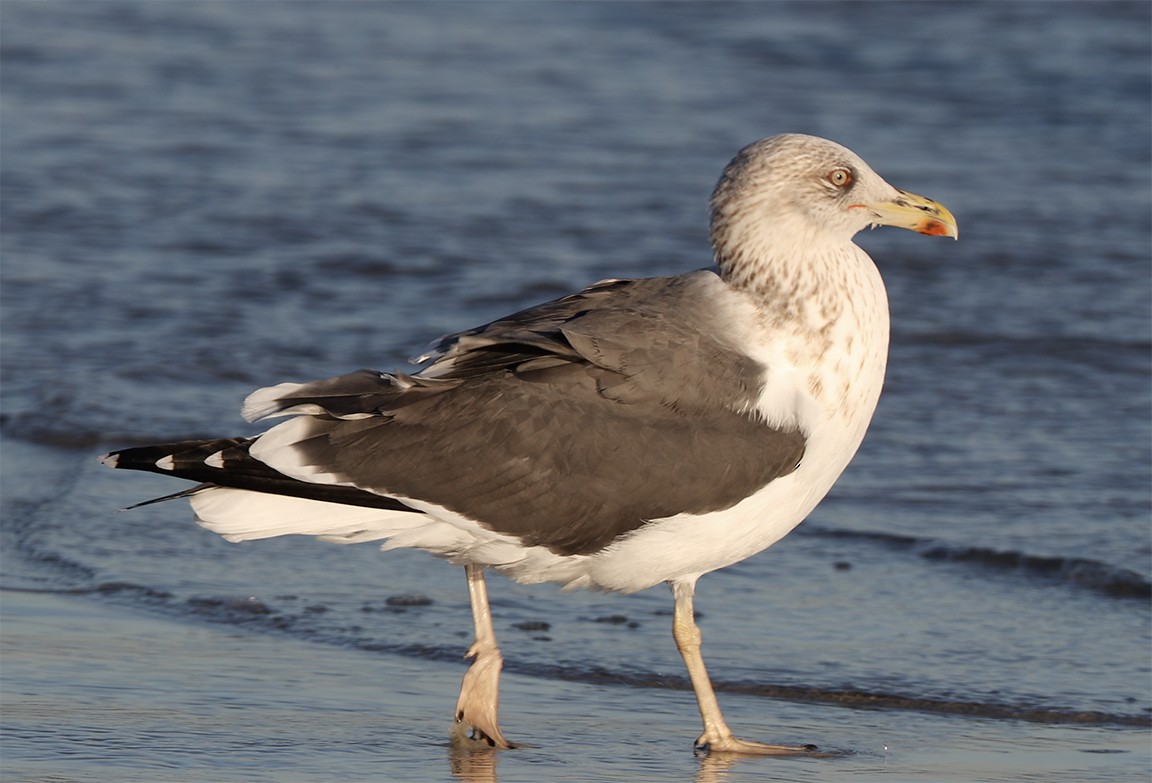 Lesser Black-backed Gull - ML136210281