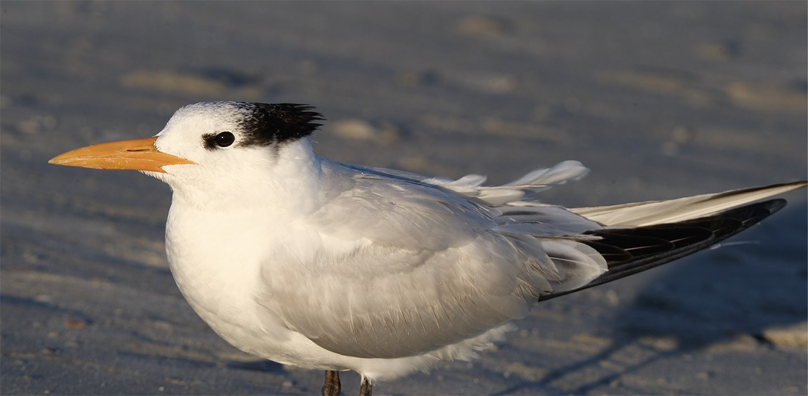 Royal Tern - ML136210491