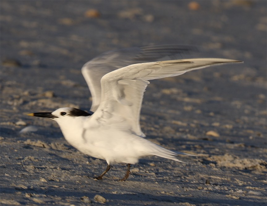 Sandwich Tern - ML136210541