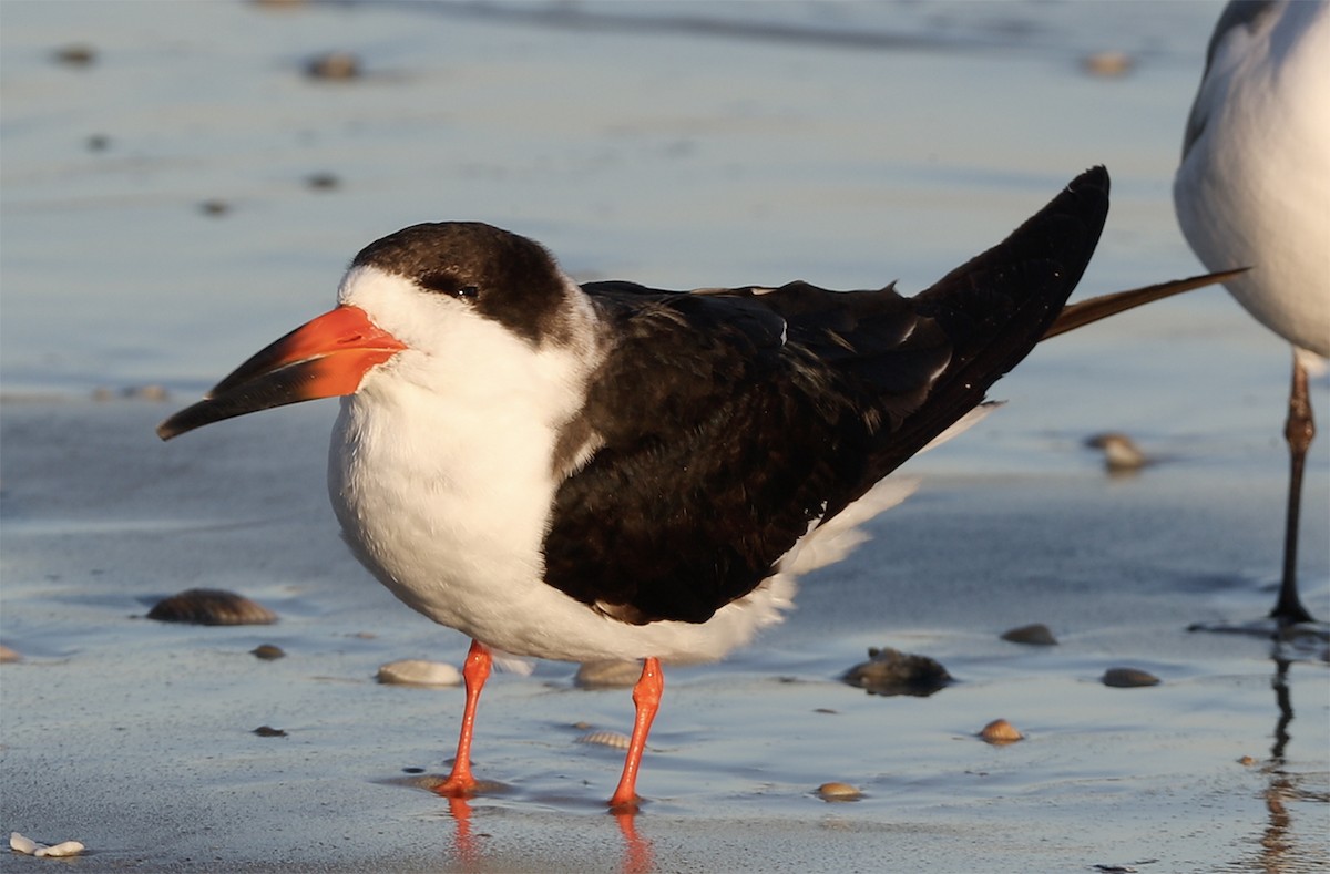 Black Skimmer - ML136210591