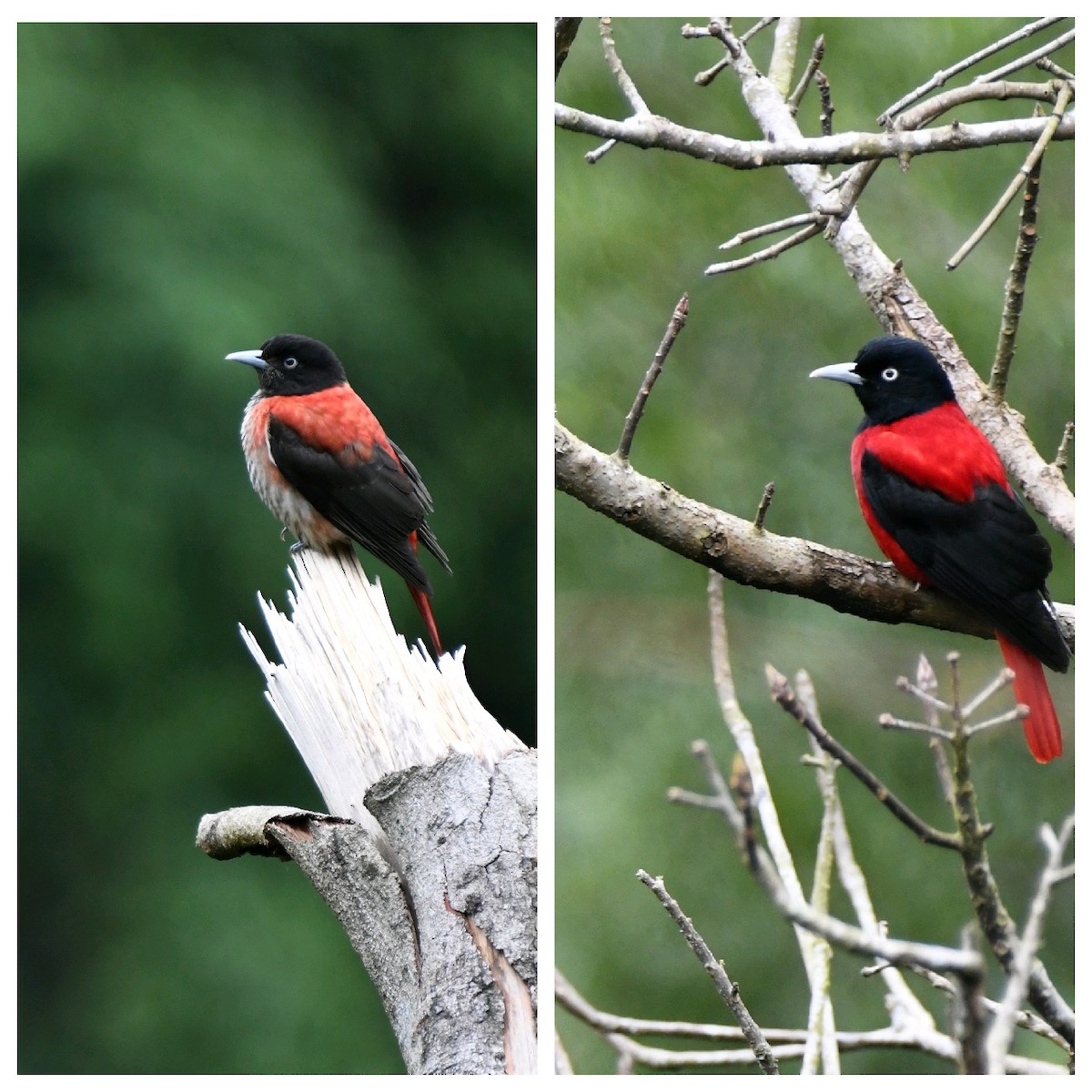 Maroon Oriole - Lo Der-Guey