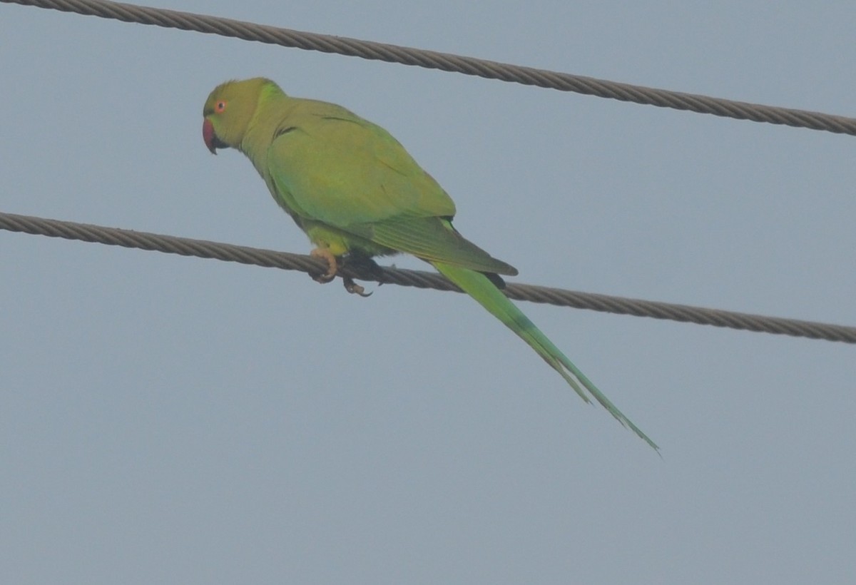 Rose-ringed Parakeet - ML136212091