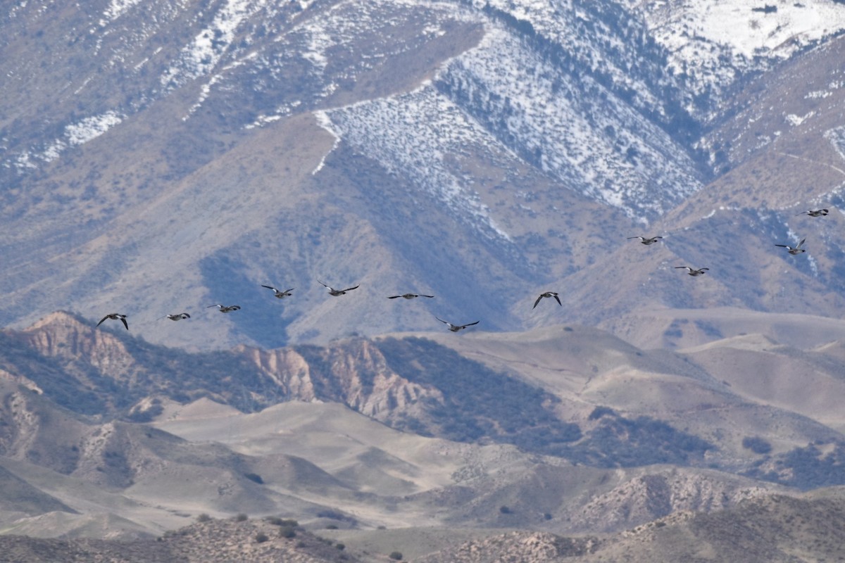 Common Merganser - ML136217381