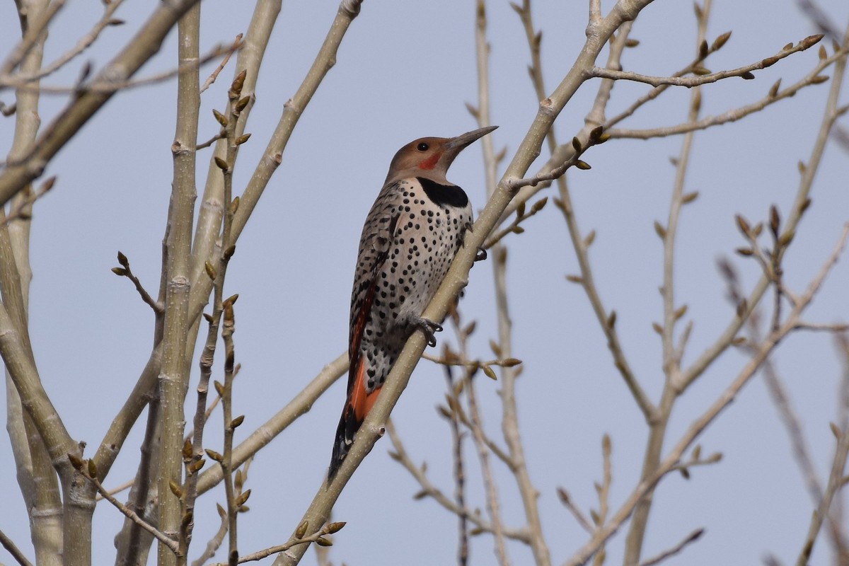 Northern Flicker (Red-shafted) - ML136217541