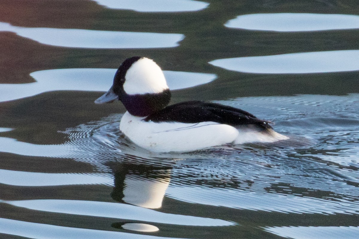 Bufflehead - ML136219591