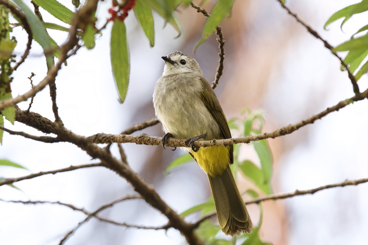 Pale-faced Bulbul - ML136220011