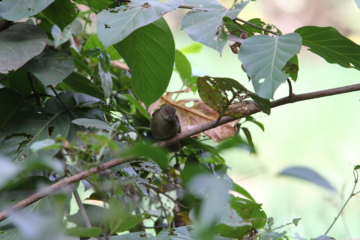 Bulbul verdâtre - ML136220971