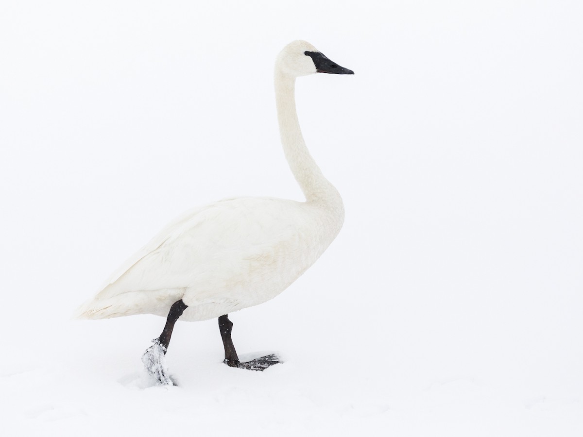 Trumpeter Swan - ML136221621