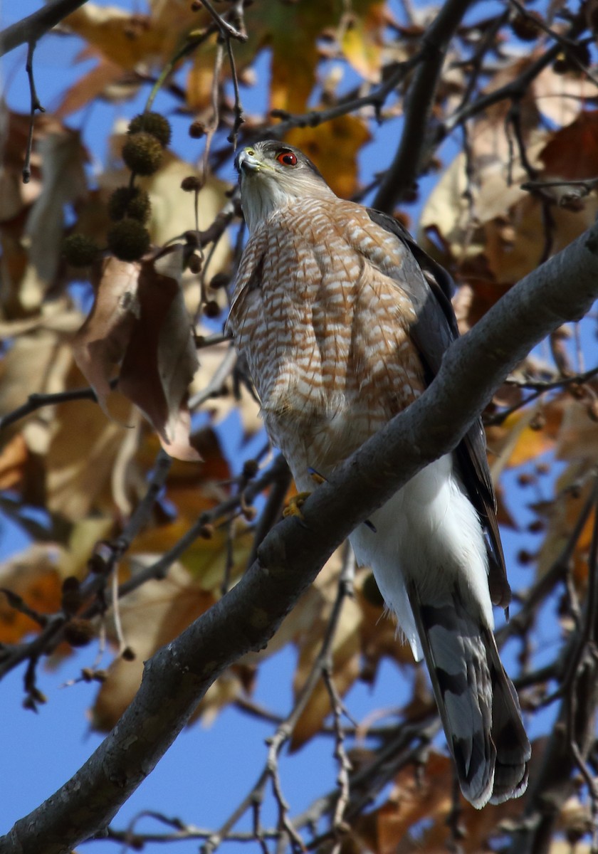 Cooper's Hawk - Greg Gillson