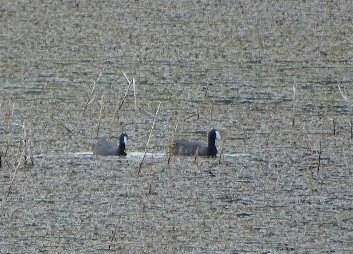 Red-knobbed Coot - ML136223851