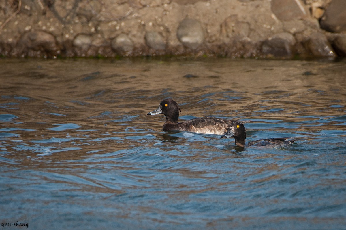 Tufted Duck - ML136224321