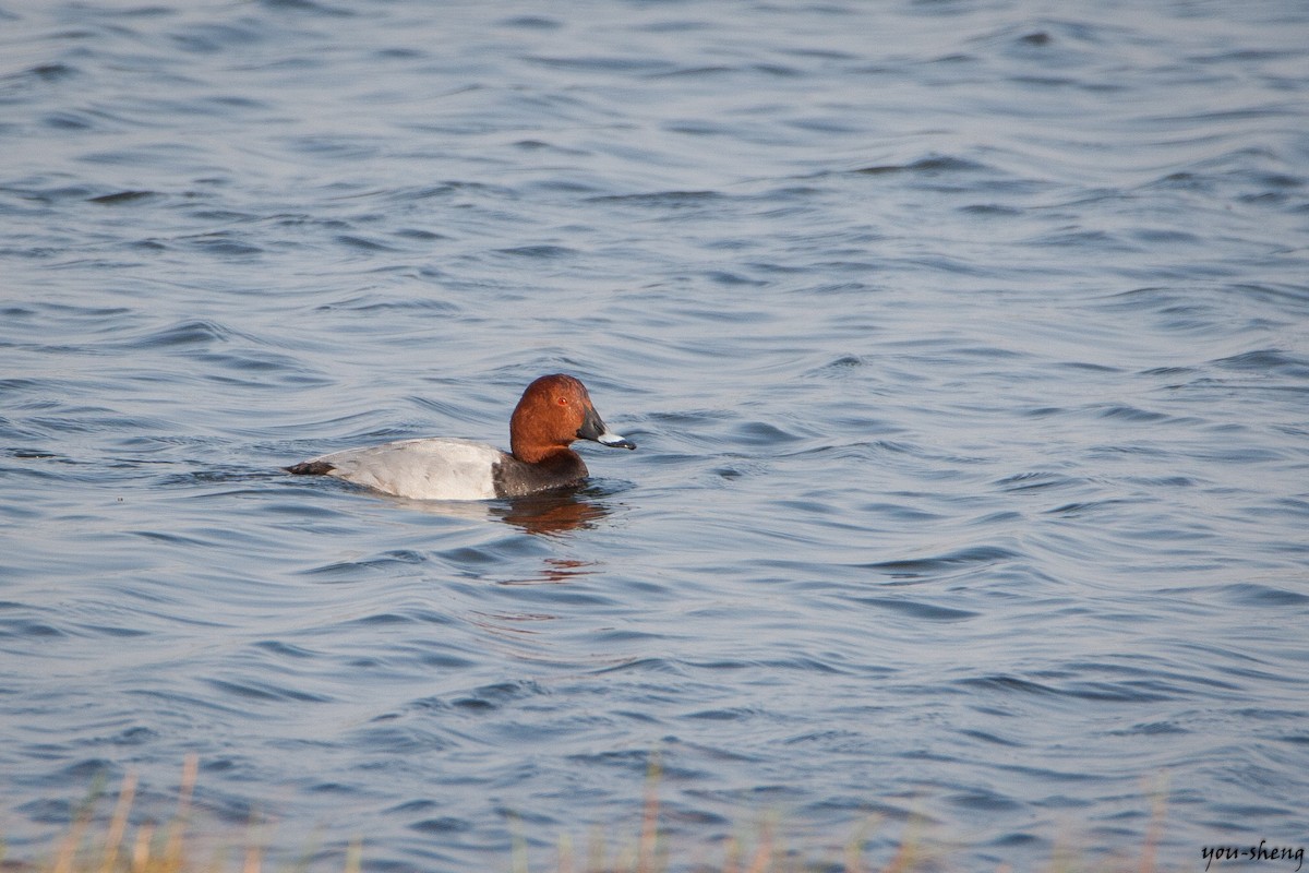 Common Pochard - ML136224391