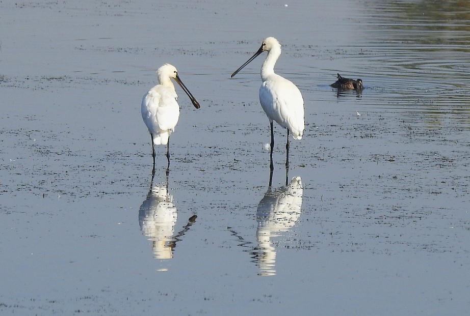 Eurasian Spoonbill - ML136227961