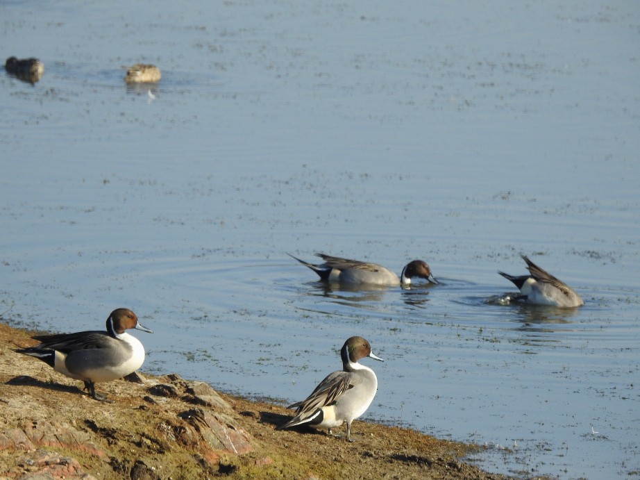 Northern Pintail - ML136228001