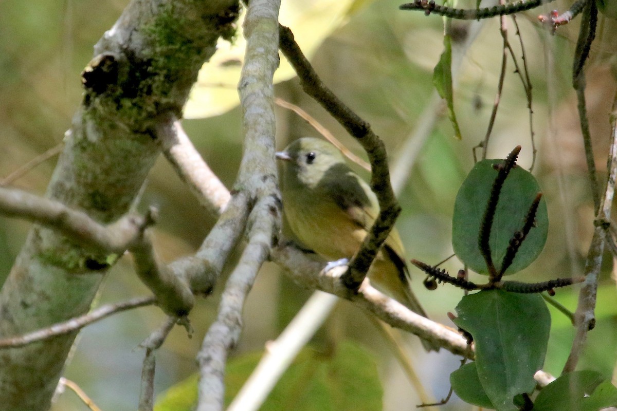 Mosquero Aceitunado - ML136228681