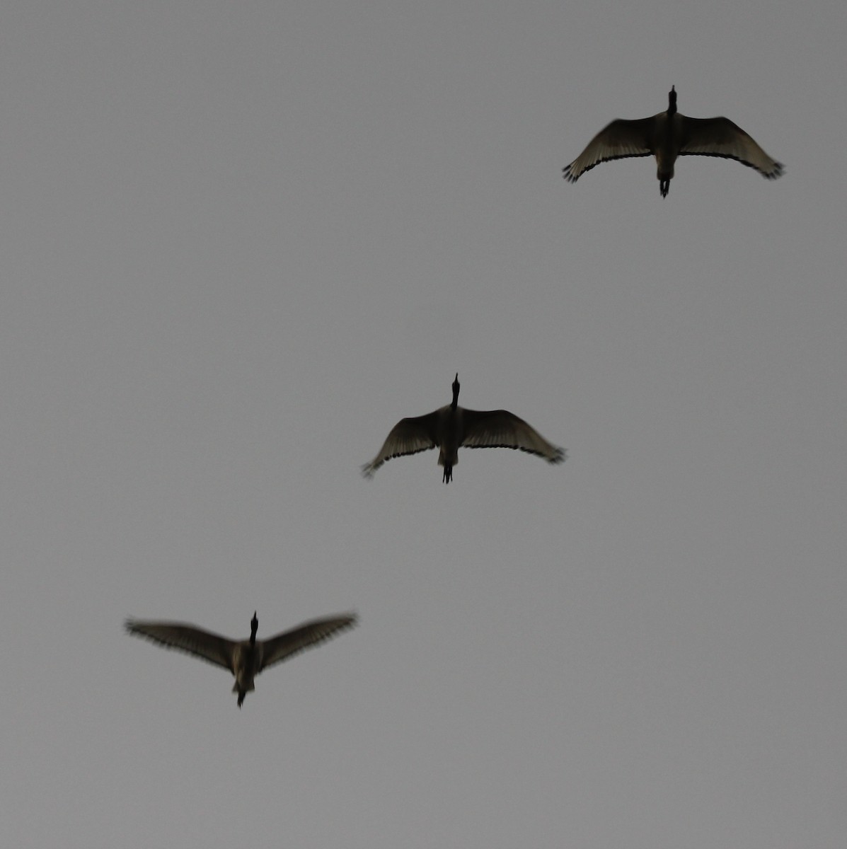 African Sacred Ibis - ML136228991