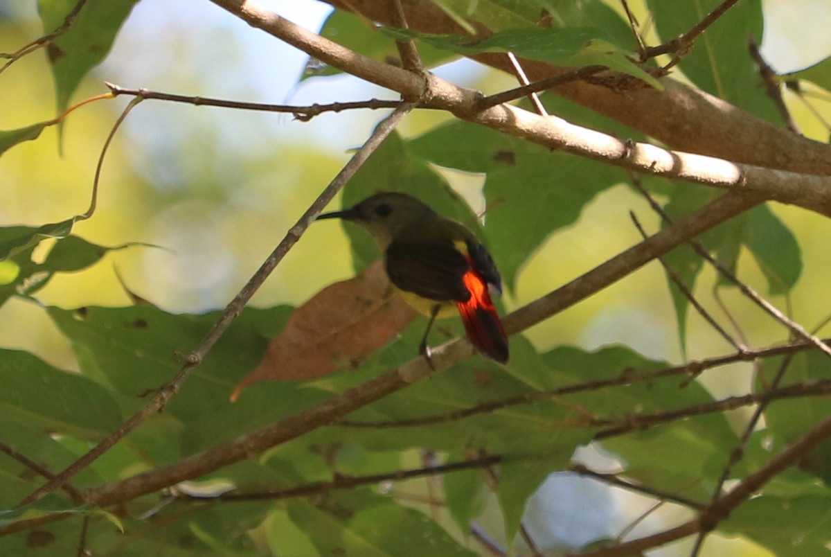 Feuerschwanz-Nektarvogel - ML136229391