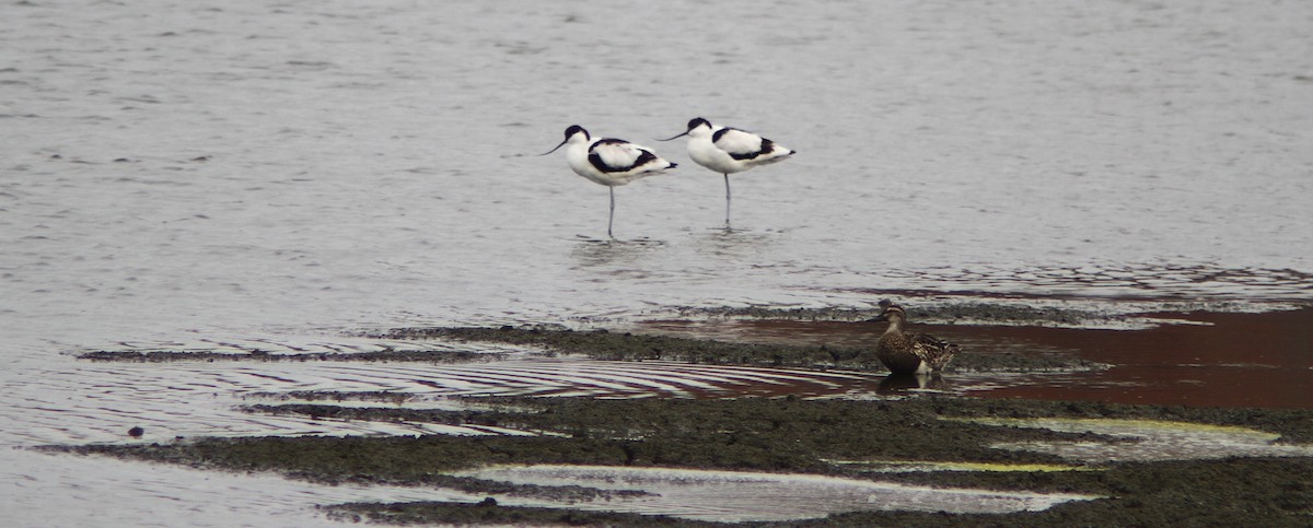 Pied Avocet - Chengheng Hu